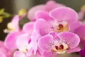 为什么蝴蝶兰一直不开花,养的蝴蝶兰不开花什么原因?