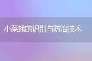 小菜蛾的识别与防治技术