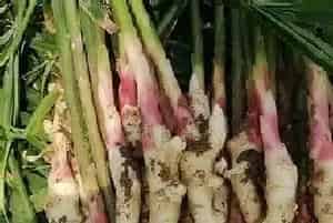 家里种姜好不好?