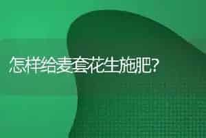 怎样给麦套花生施肥?