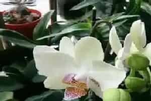 蝴蝶兰花期多长时间,花期季节与月份?