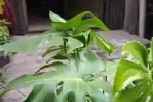 龟背竹用深盆还是浅盆好?