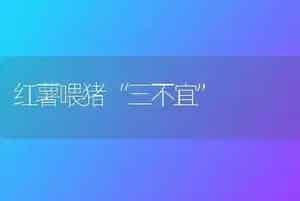 红薯喂猪“三不宜”
