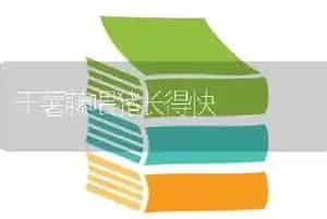 干薯藤喂猪长得快