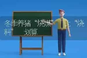 冬季养猪“烧煤” 比“烧料” 划算