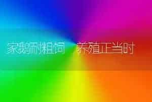 家鹅耐粗饲　养殖正当时