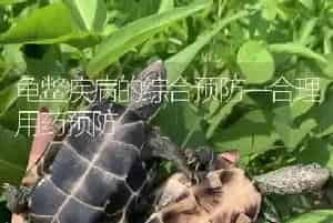 龟鳖疾病的综合预防—合理用药预防