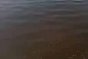 遇水体发红、发黑、发浑等异常水质,盲目用药就错了