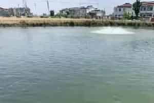[每周一例]水变后生鱼发生急性氮气气泡病