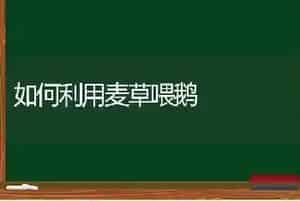 如何利用麦草喂鹅