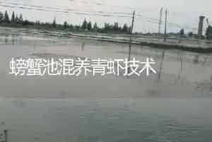 螃蟹池混养青虾技术