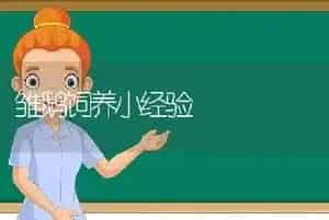 雏鹅饲养小经验