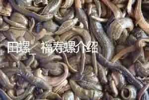 福寿螺介绍