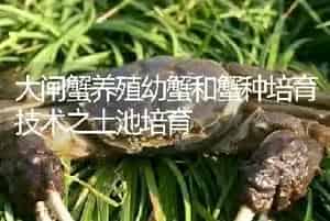 大闸蟹养殖幼蟹和蟹种培育技术之土池培育