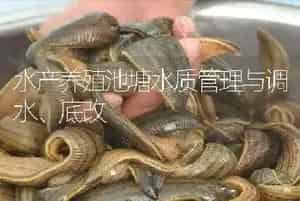 水产养殖池塘水质管理与调水、底改