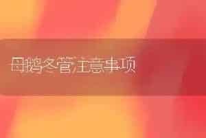 母鹅冬管注意事项