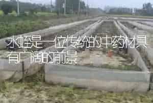 水蛭是一位传统的中药材具有广阔的前景