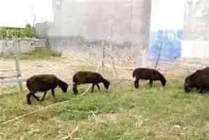 乌骨羊养殖技术注意什么