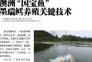 又一条养殖亩产值达20万的鱼问世 更适合中国养殖环境