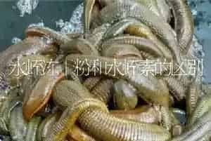 水蛭冻干粉和水蛭素的区别
