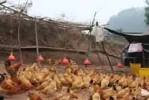 养鸡的常见疾病及防治方法（附兽药推荐）