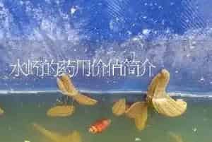 水蛭的药用价值简介
