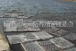 梅雨过后河蟹养殖管理要点
