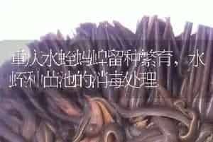 重庆水蛭蚂蝗留种繁育,水蛭种苗池的消毒处理