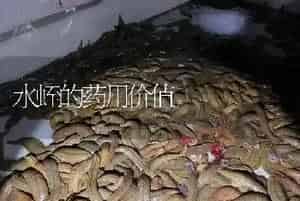 水蛭的药用价值