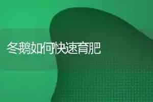 冬鹅如何快速育肥