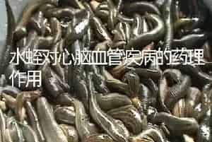 水蛭对心脑血管疾病的药理作用
