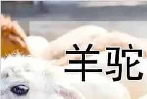 羊驼吃什么