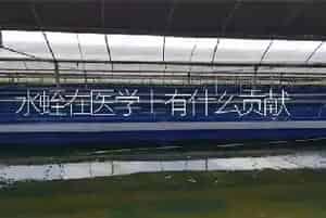 水蛭在医学上有什么贡献