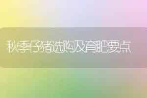 秋季仔猪选购及育肥要点