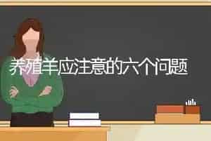 养殖羊应注意的六个问题