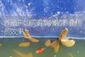 养殖户如何提高网箱养鱼用药效果