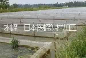 水蛭—日本医蛭怎样加工