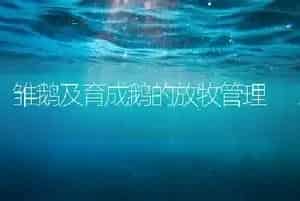 雏鹅及育成鹅的放牧管理
