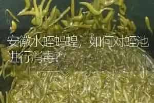 安徽水蛭蚂蝗,如何对蛭池进行消毒?