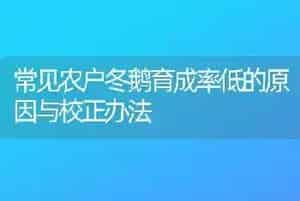 常见农户冬鹅育成率低的原因与校正办法