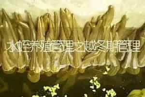 水蛭养殖管理之越冬期管理