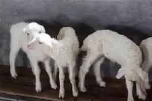 养羊新手常见问题