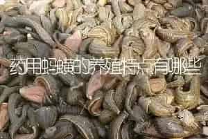 药用蚂蟥的养殖特点有哪些