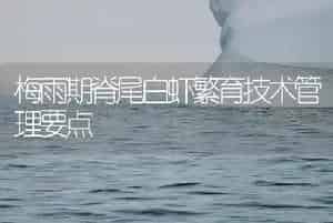 梅雨期脊尾白虾繁育技术管理要点