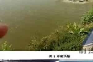 [每周一例]冬棚亚硝酸盐高引起生鱼慢料的处理