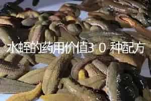 水蛭的药用价值30种配方