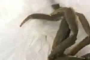 河蟹甲壳溃疡的成功处理案例分享