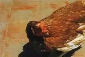 笼养蛋鸡软腿病原因