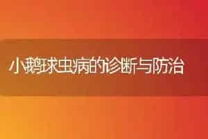 小鹅球虫病的诊断与防治