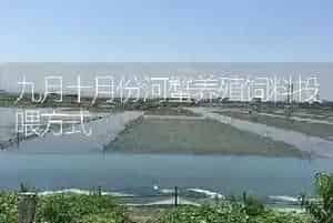 九月十月份河蟹养殖饲料投喂方式